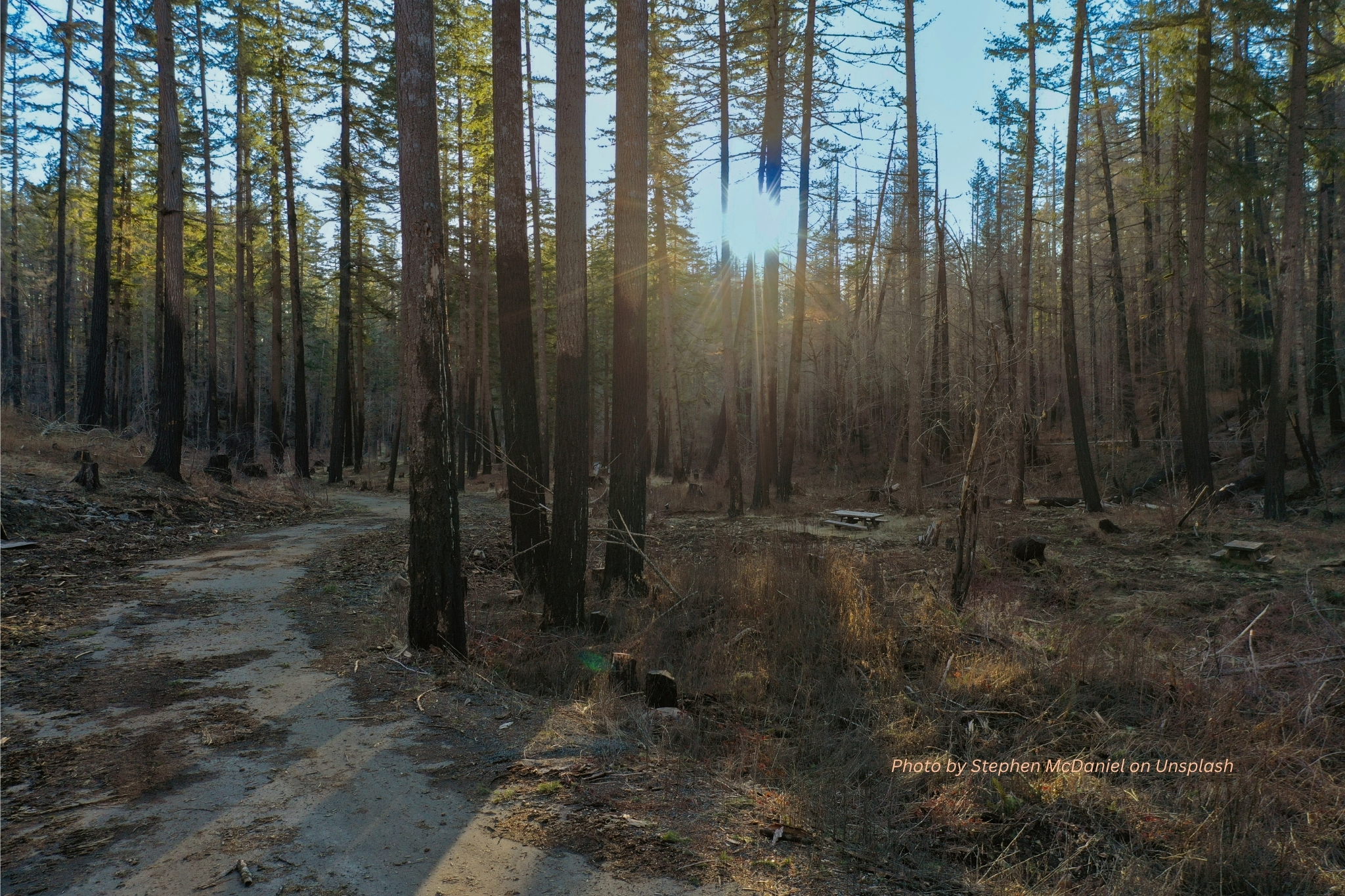 A grounding forest, perfect location for tree hugging and meditation