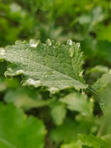 Morning dew on leaves — symbolizing moisture, balance, and renewal during cancer recovery